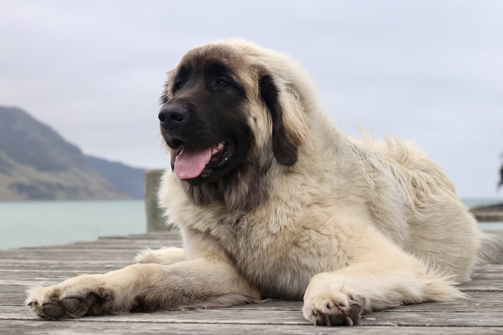 Sand Coloured Leonberger