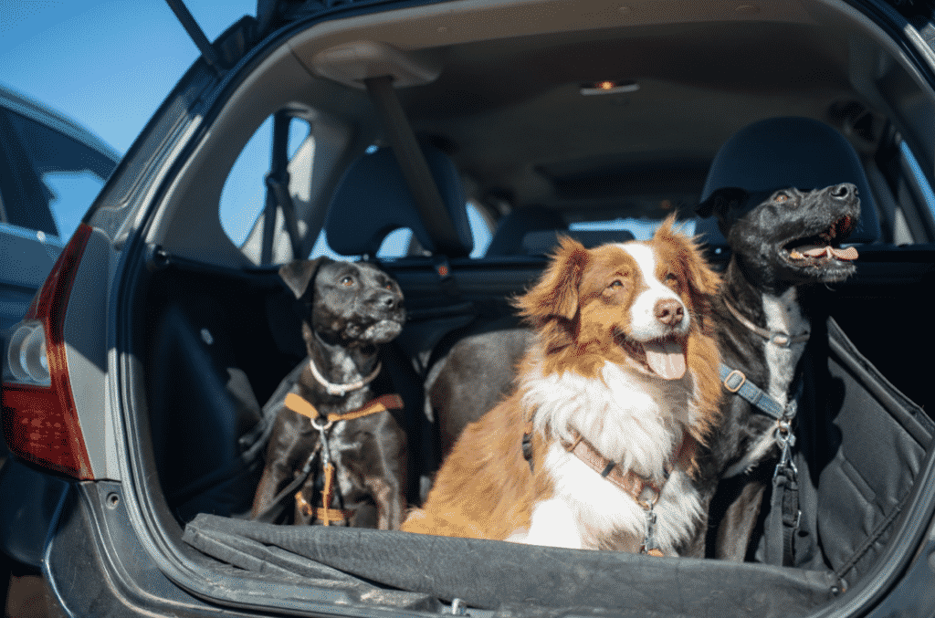 Je hond veilig vervoeren in de auto: - Alles over honden