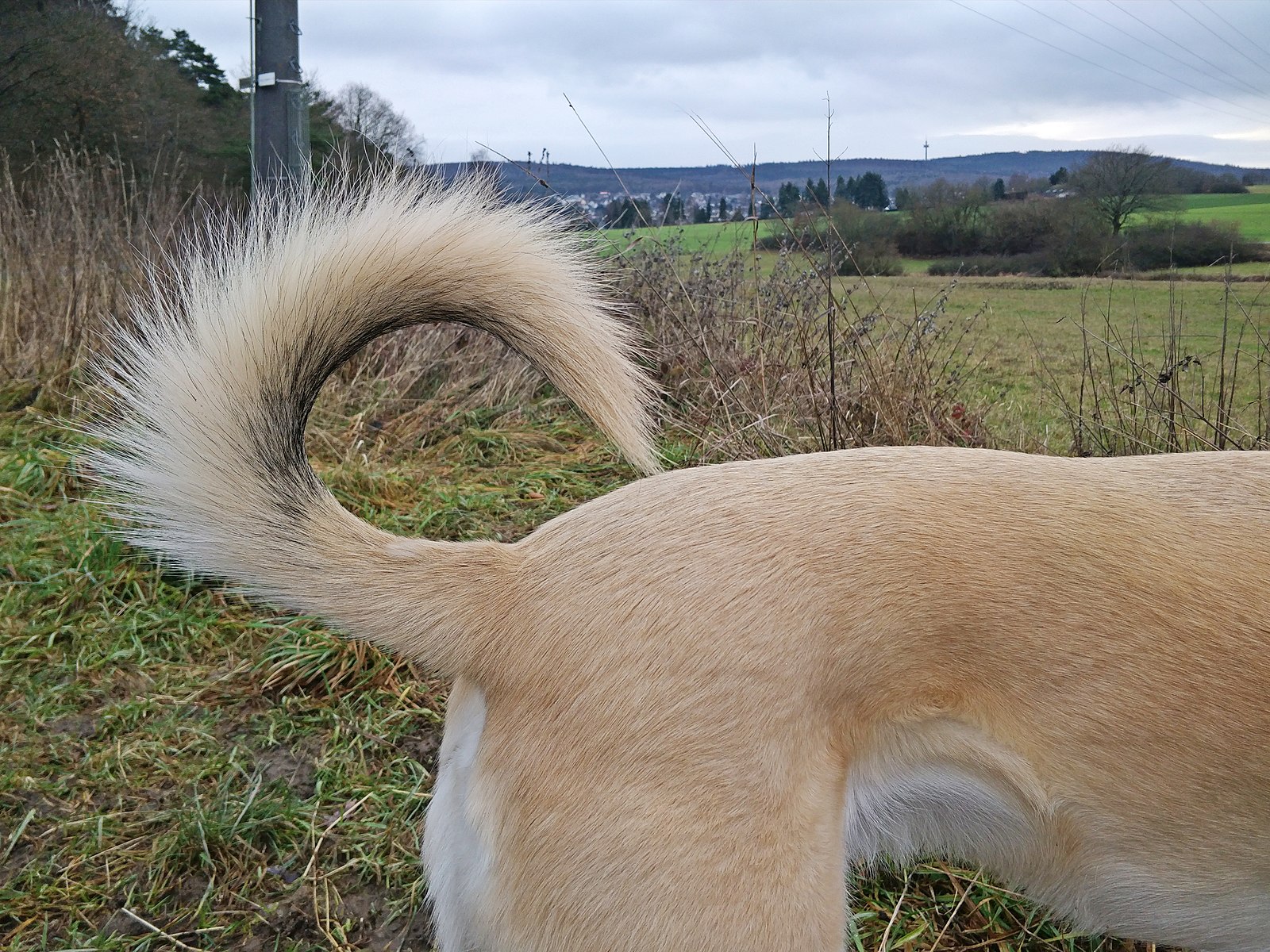 1600px Dog Tail Erect