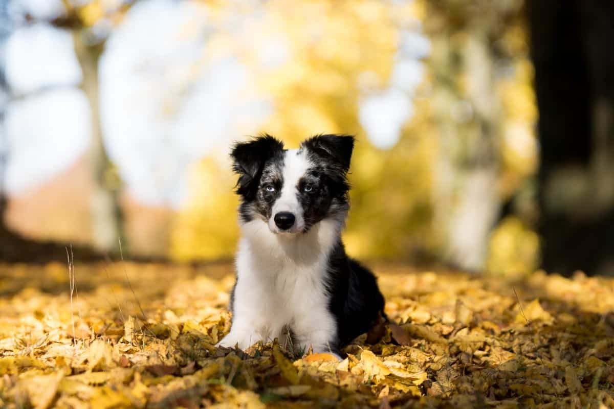 Australian Shepherd Mini Dog Trees Leaves Autumn Lying 1061328.jpg!d