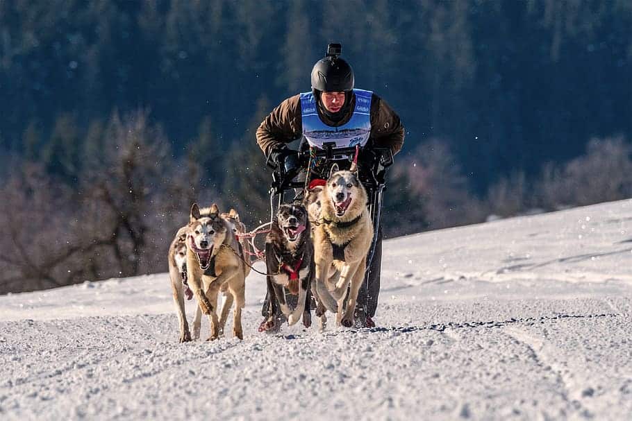 Dog Sled Dog Snow Slide Teamwork Race