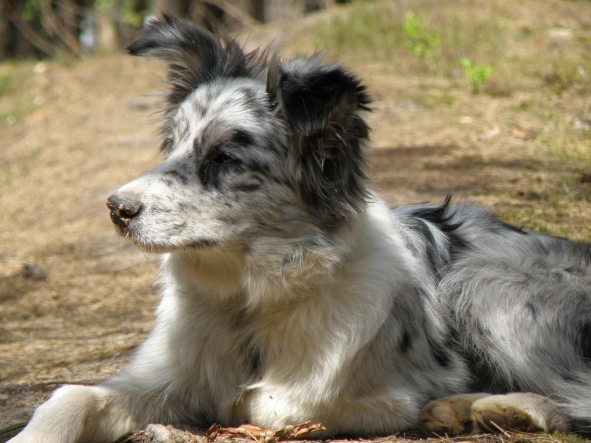 Dog Merle Collie Puppy Head Portrait Cute 694590.jpg!d