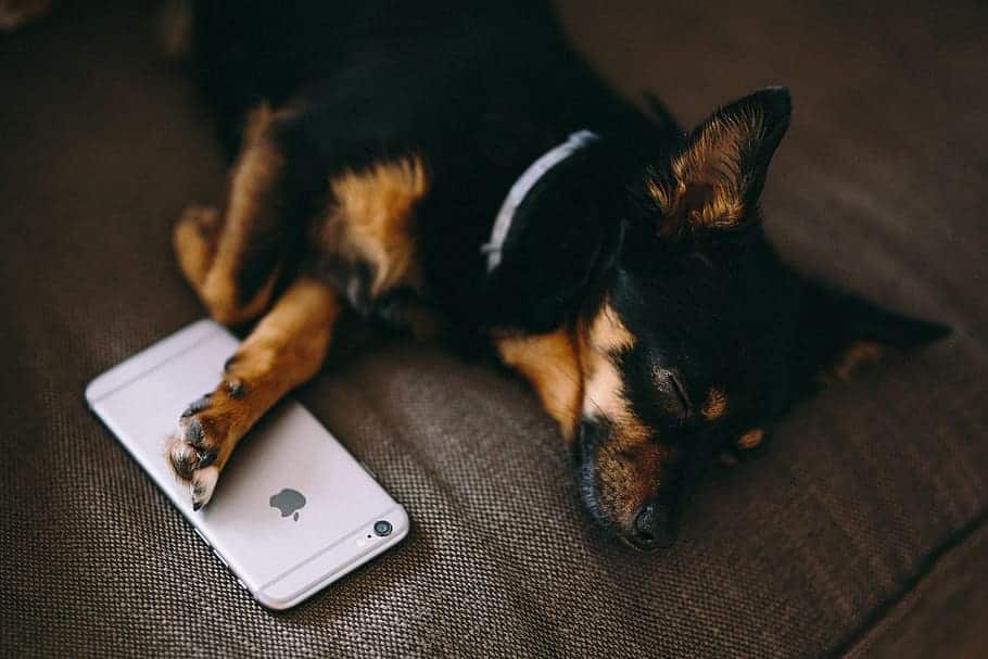 Tech Technology Dog Pet Phone Mobile