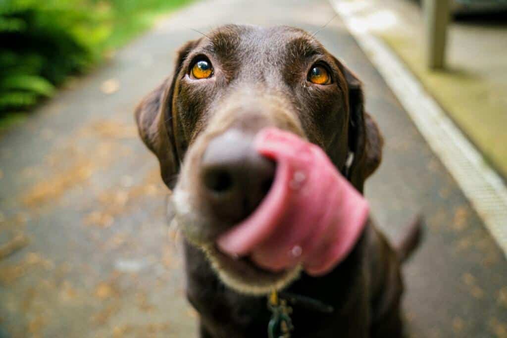 Bah! Mijn hond eet van de straat! Alles over honden