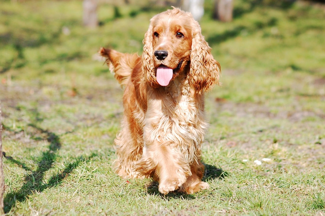 Cocker Spaniel English 2415289 1280