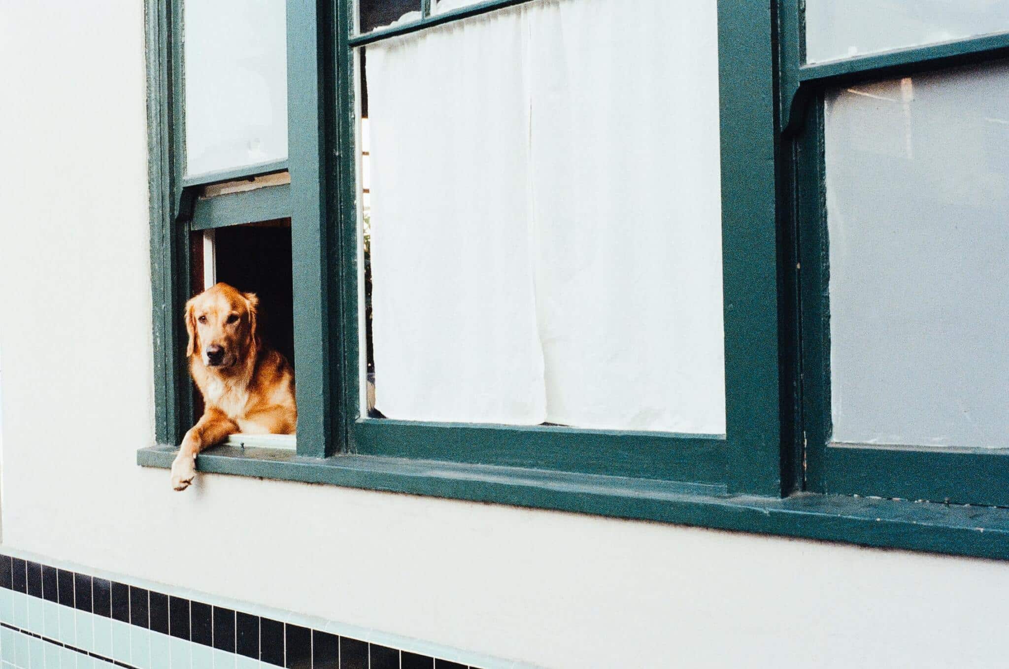 Animal Dog Pet Window