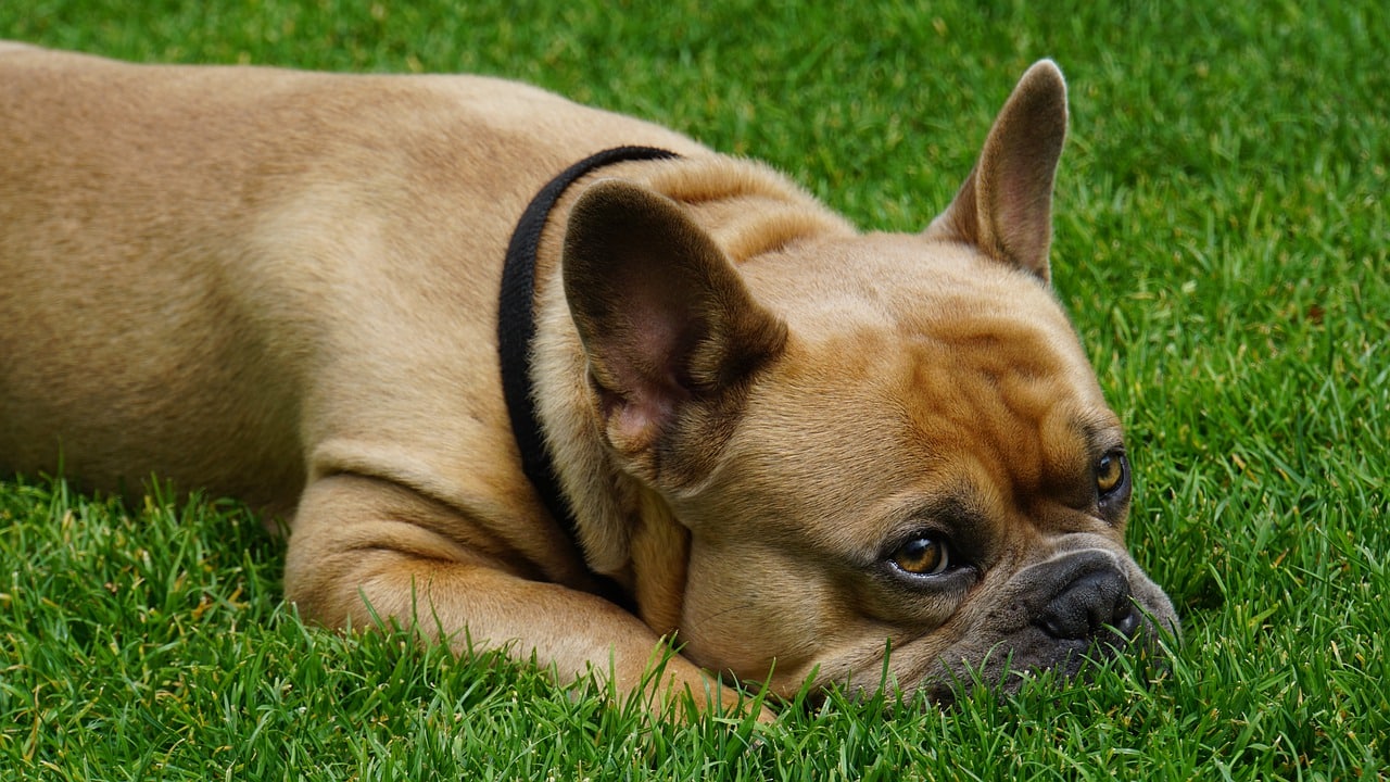 French Bulldog 4347022 1280