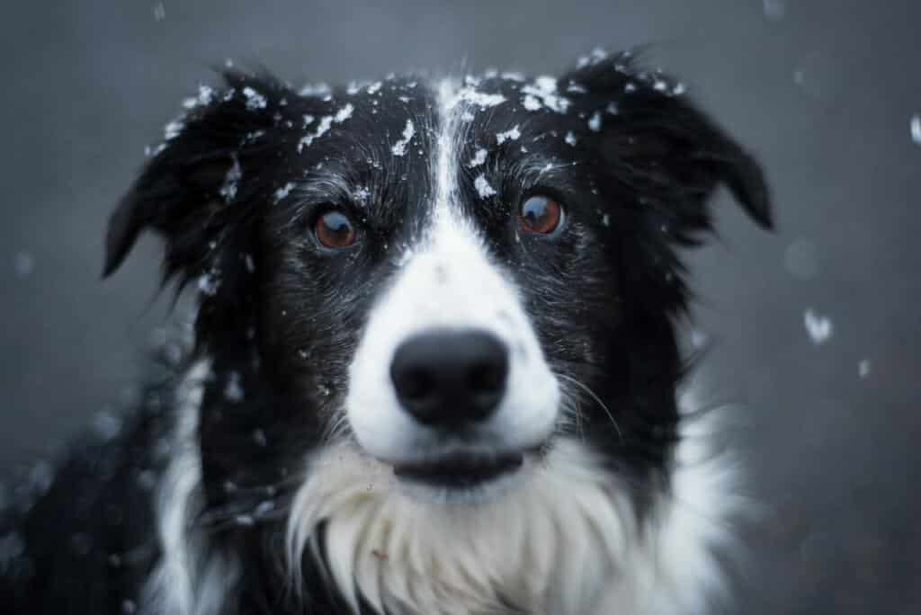 Border collie sneeuw