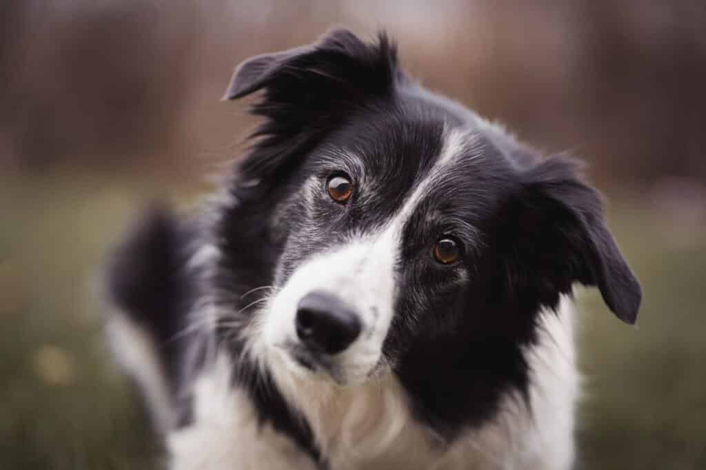 Zwart wit border collie