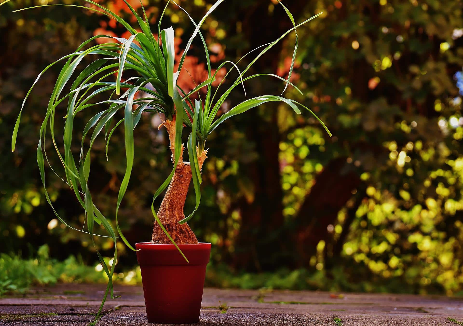 Ponytail Plant G6c9704fcc 1920