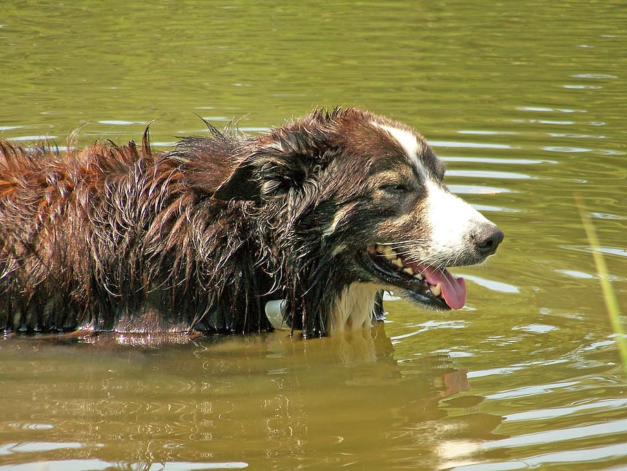 Dog Pond Hot Summer Bathing Water