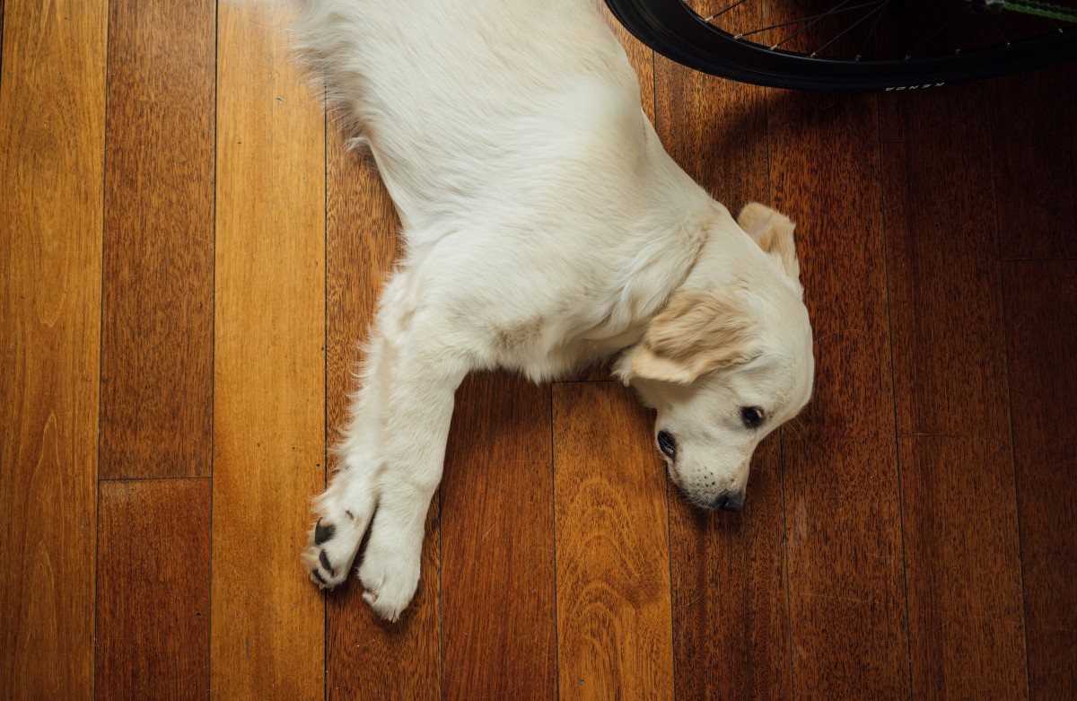 Dog Animal Floor Rest Wood 504783.jpg!d