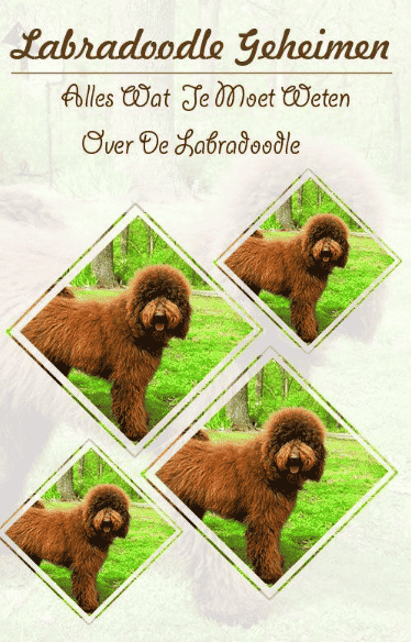 Labradoodle Geheimen