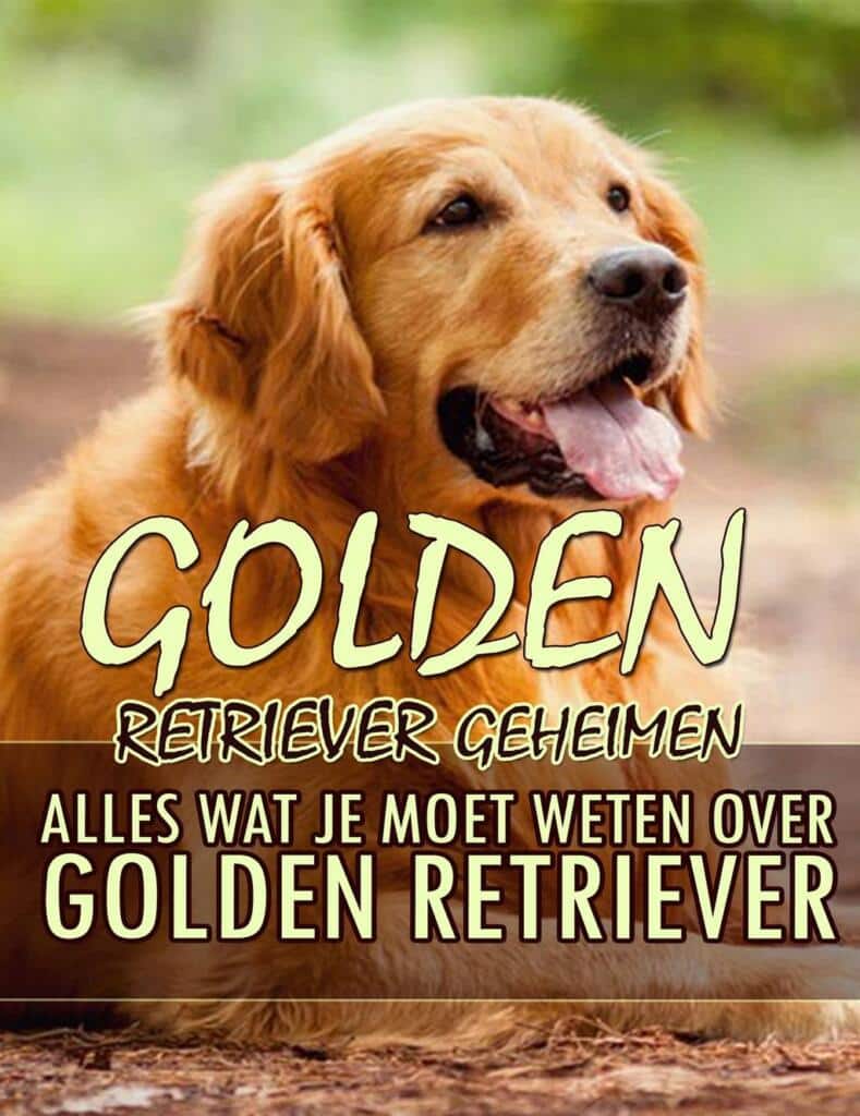 Golden Retriever Geheimen