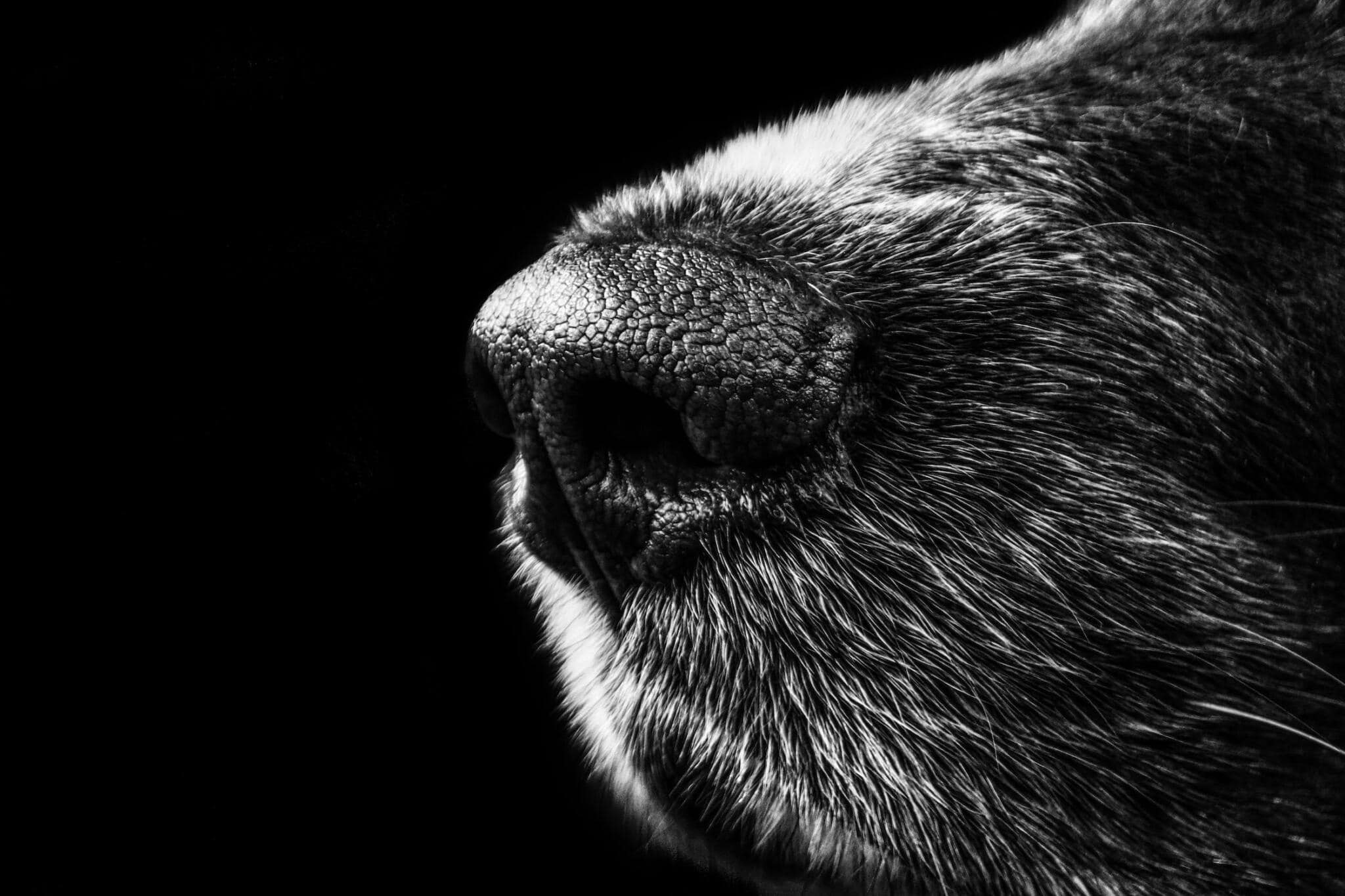 Dog Nose Snout Munsterlander 65928