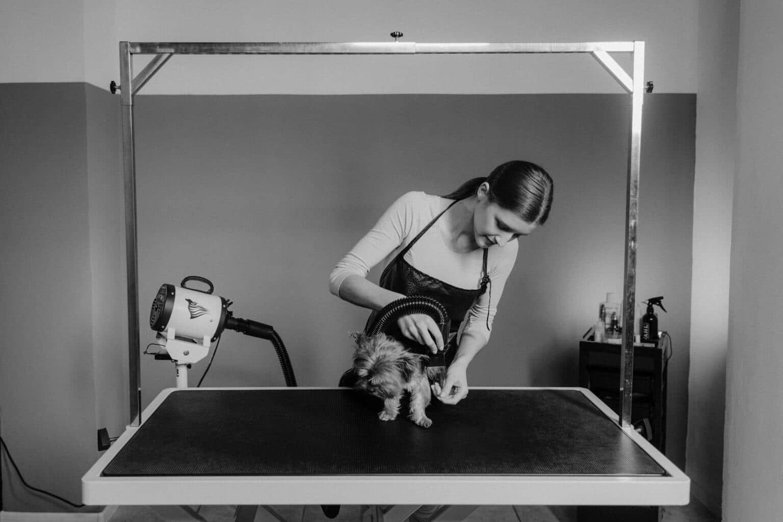 Zelf je hond trimmen …tips Alles over honden