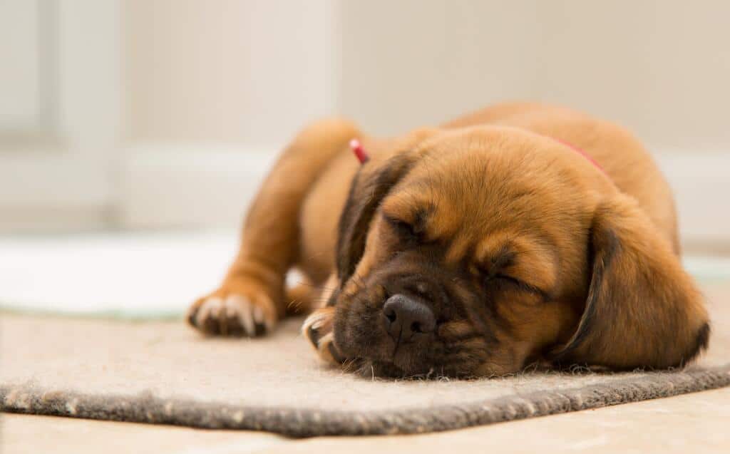 Waar slaapt de hond? Alles over honden