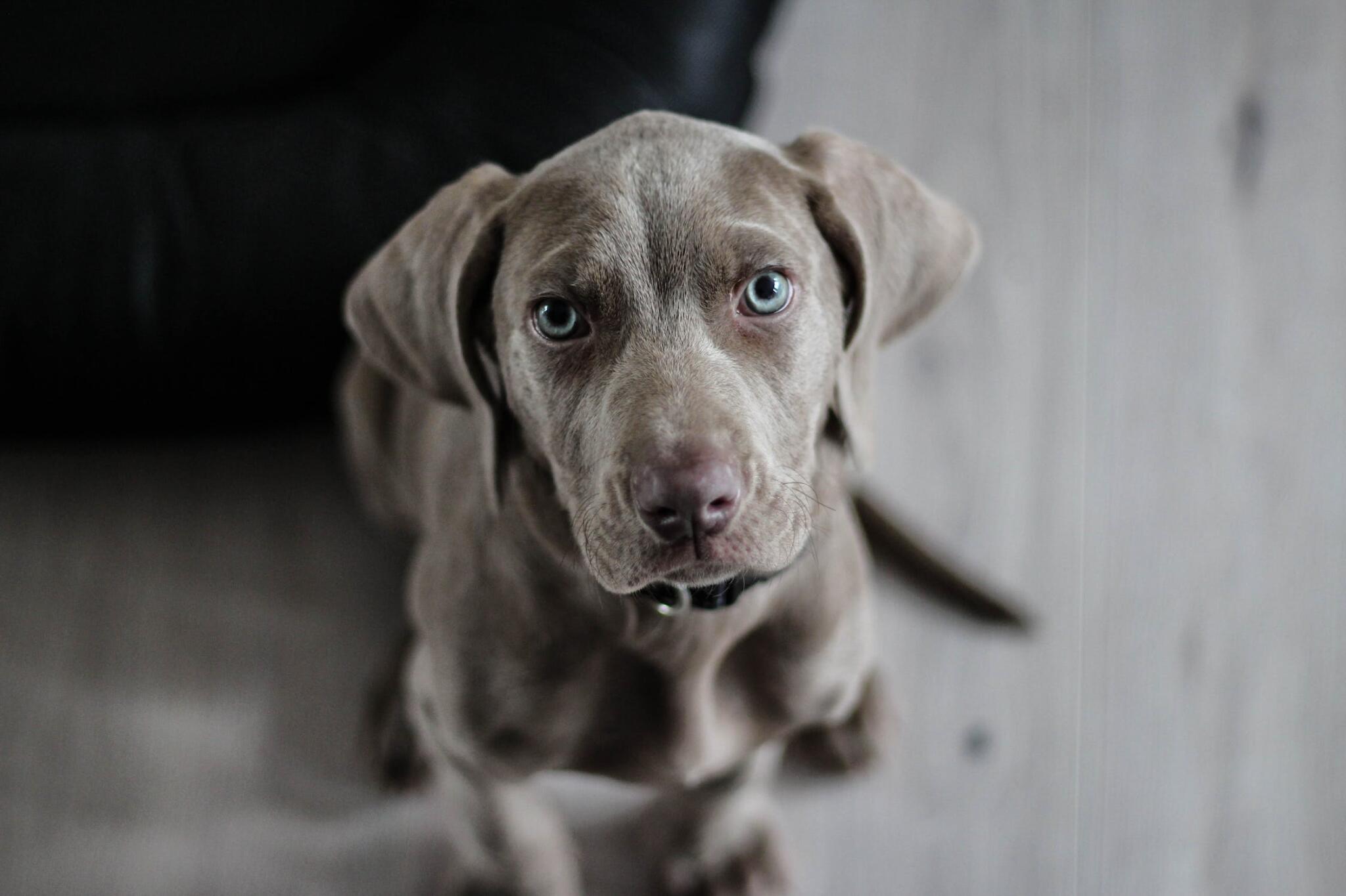 Weimaraner Puppy Dog Snout 97082