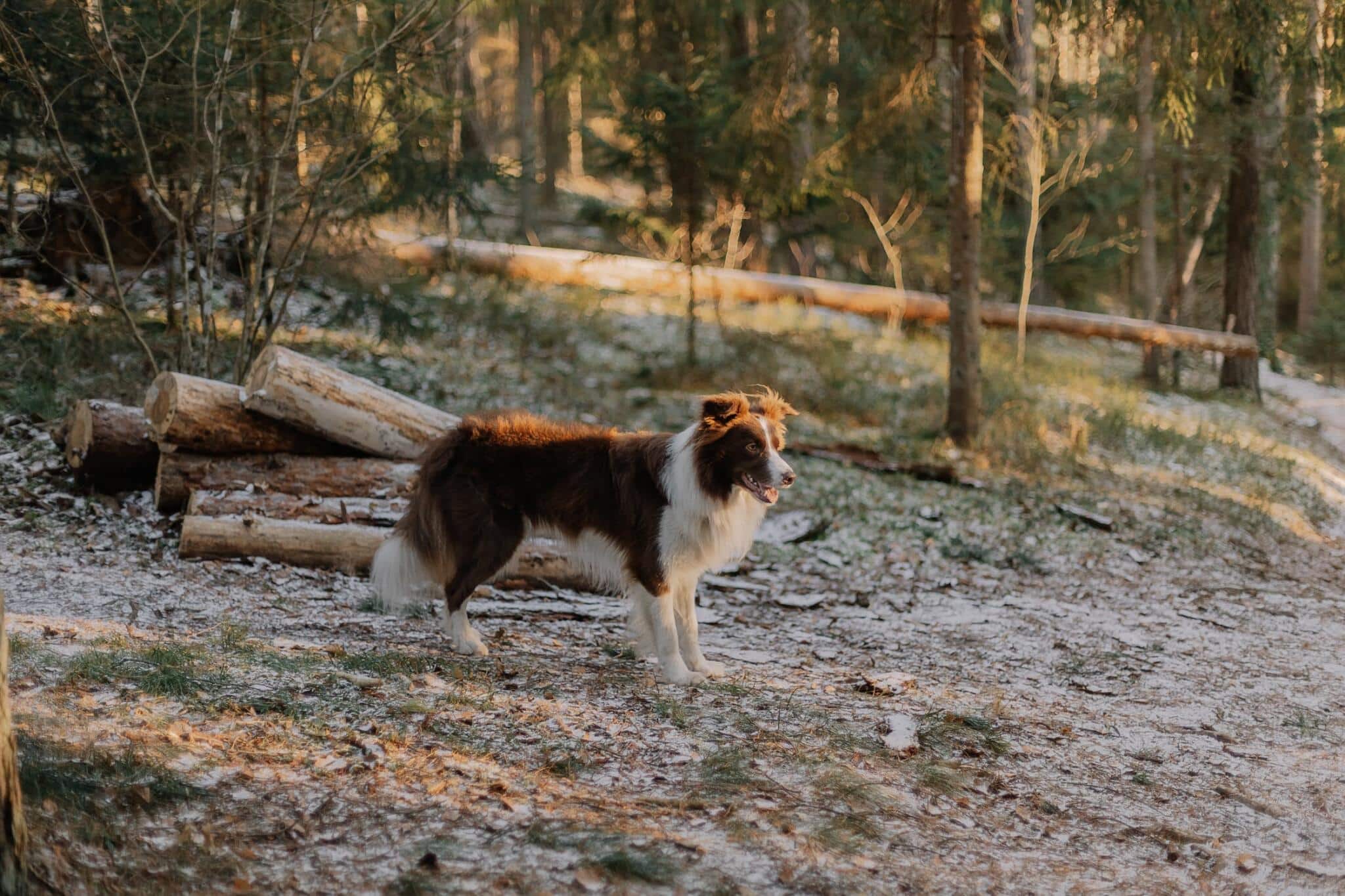 Free Photo Of A Border Collie Dog In A Forest In Winter