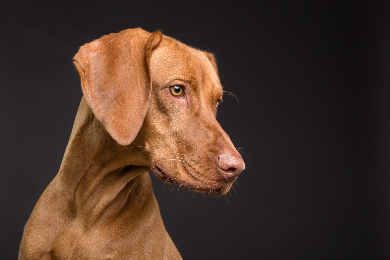 Dog 3277417 1280