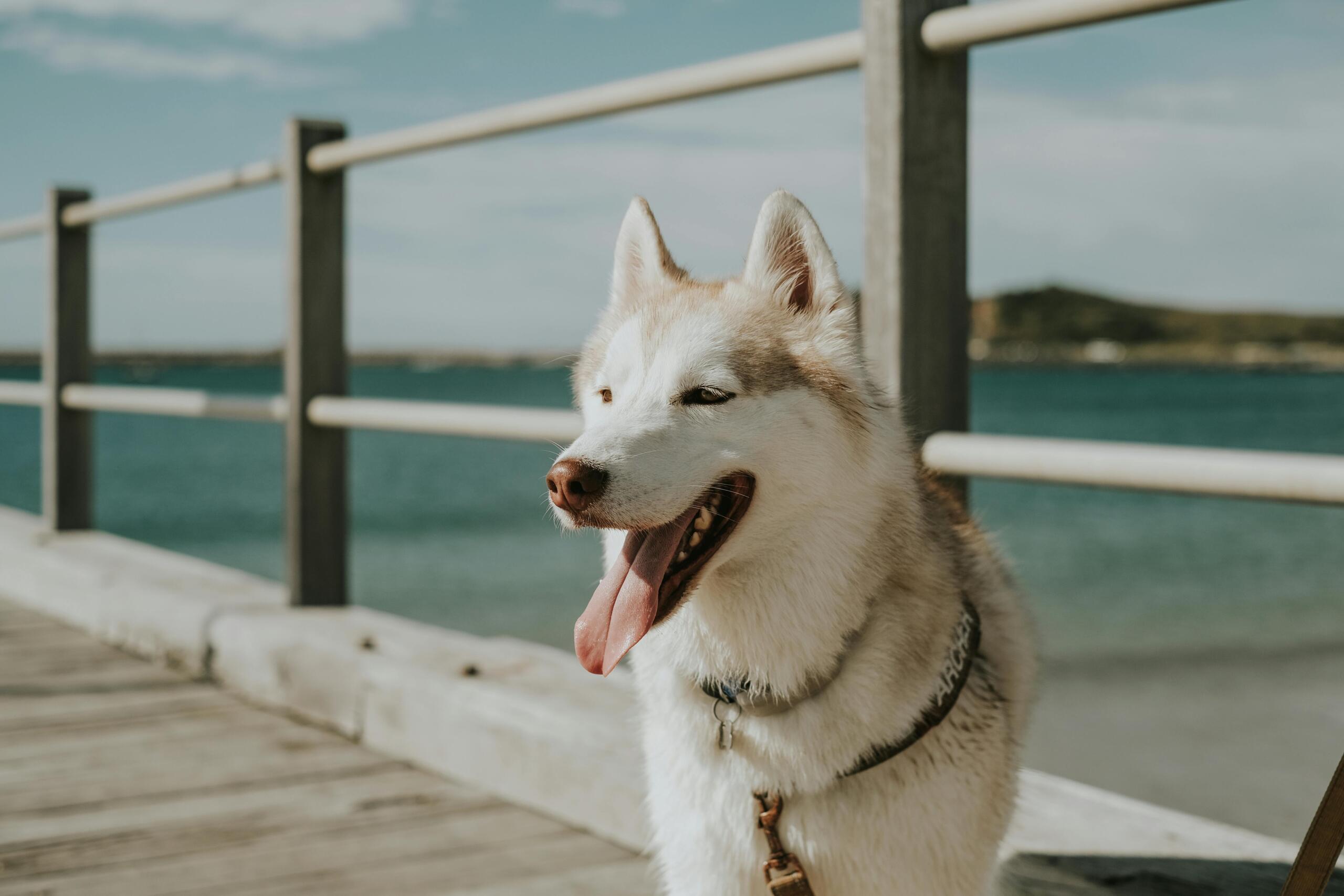 Pexels Photo 17851003