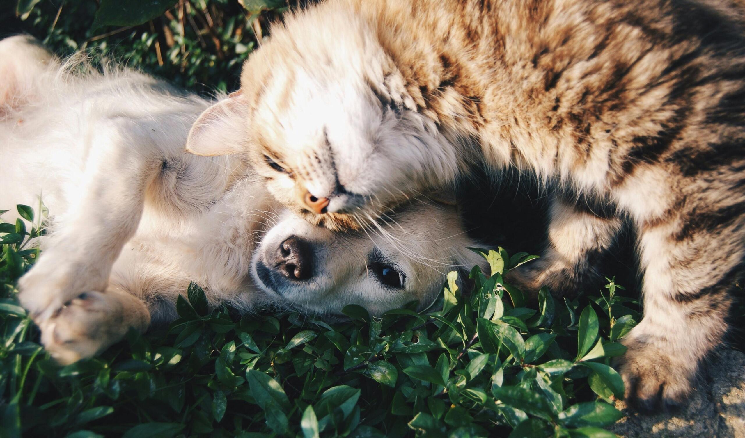Pexels Photo 46024