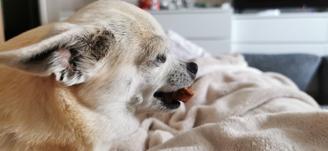 Unsplash 1iihjcpipp4